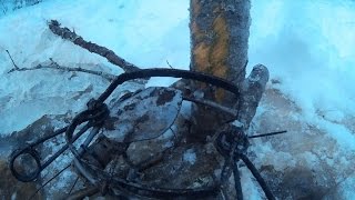 Ставим капкан на бобра под лед, с веником из осины.