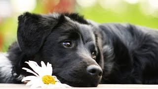 Сколько СОБАЧЬИХ ЛЕТ СООТВЕТСТВУЕТ ОДНОМУ ЧЕЛОВЕЧЬЕМУ ГОДУ?