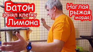 Уборка в клетке Лимона без Насти