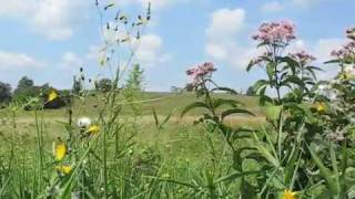 EARLY BEEKMAN SUMMER