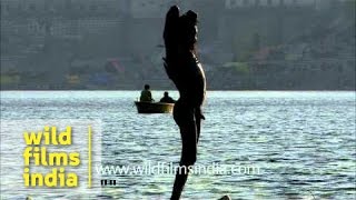 Naga sadhu applying holy ash after bathing in Ganga