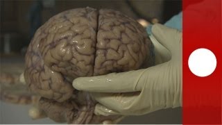 Dans les méandres du cerveau - futuris