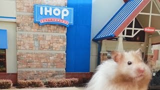 Hamster eating pancakes at the IHOP Restaurant !