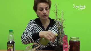 Как сохранить клематис до посадки  Как посадить клематис