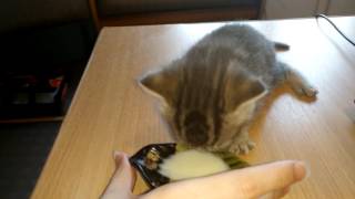 Как приучить котенка к корму