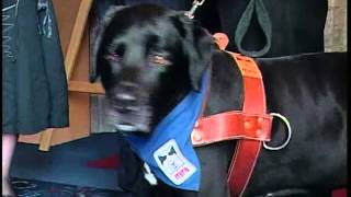 Les chiens de réadaptation