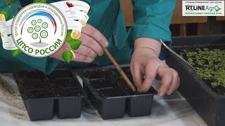 Колеус - выращивание. Первая пикировка сеянцев колеуса.