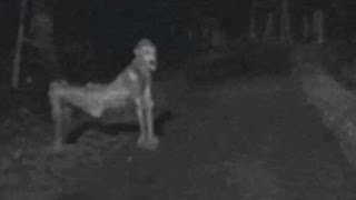 5 Мифических Существ, Которые Возможно Существуют