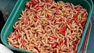 Как правильно хранить опарыша и продлить ему жизнь
