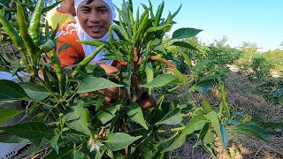 ปลูกพริกหน้านี้ราคาดีจริงหรือ?? เก็บพริกอ่อน พริกเขียวดกมากครับ Organic garden by ครัวบ้านผม