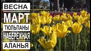Турция: Аланья в марте. Море тюльпанов. Пляж и набережная в центре