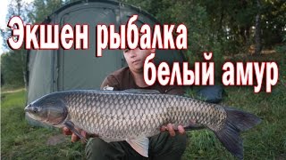 Ловля белого амура. Экшен рыбалка.