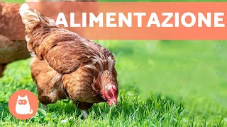 Cosa mangiano le galline?