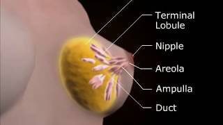 How to Perform Breast Self Exam Video