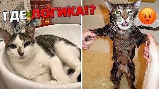 Кошачья логика, которую не дано понять человеку