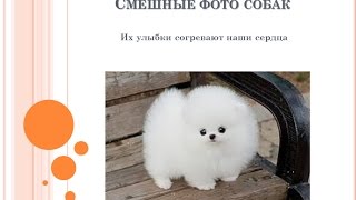 Смешные фото собак - просто отпад!
