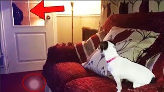 10 Dogs That Spotted A Ghost! Pet Dog Paranormal Encounters