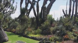 Una breve visita al Jardín Botánico de la UNAM