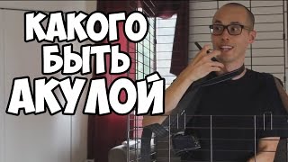 КАКОГО БЫТЬ АКУЛОЙ