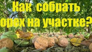 Как собрать орех по неровной поверхности?