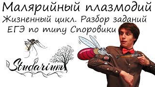 Малярийный плазмодий. Жизненный цикл малярийного плазмодия. Разбор заданий ЕГЭ по типу Споровики.