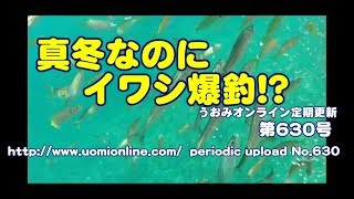 豊浜でイワシの群れ？【水中動画の定期更新No.630】