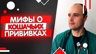 Нужно ли прививать домашнюю кошку, мифы о вакцинации кошек