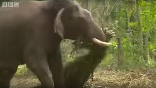 Elephants Hold Grudges? | Ultimate Killers | BBC