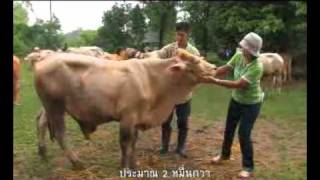กบนอกกะลา ตอน โคขุน ขุนพลวัวเนื้อ