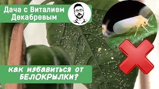 БЕЛОКРЫЛКА! Как бороться с белокрылкой в теплице?