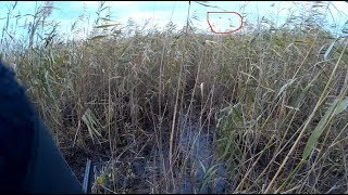 Охота на утку 2017, поиск утки, вечёрка.