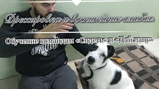 Дрессировка щенка алабая (САО) Учим щенка алабая ( 1 месяц 13 дней ) команде « дай лапу» . Урок 2
