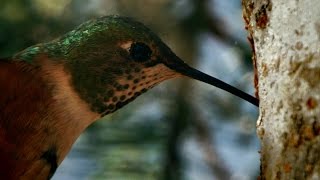Sneaky Hummingbird - Alaska: Earth's Frozen Kingdom - Episode 2 Preview - BBC Two