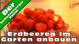 Erdbeeren im Garten anbauen und die Schwierigkeiten