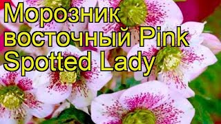 Морозник восточный Пинк Споттед Леди. Краткий обзор helleborus orientalis Pink Spotted Lady