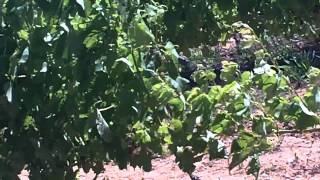 If you are a Shiraz fan then best not watch this clip...