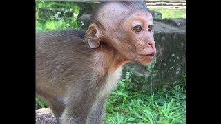 A baby monkey crying because loss mum