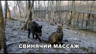 СВИНЯЧИЙ МАССАЖ