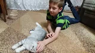 Коты и Дети ? Любовь между Кошкой и Ребенком ? Scottish Fold Cats vs Kids