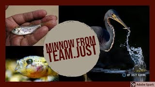 Minnow from Team.JUST | Minnow will BAN you!