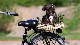ВЕЛОБУМ    BICYCLE  BOOM