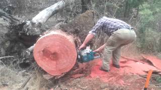 makita (Dolmar) dcs7901 in red box
