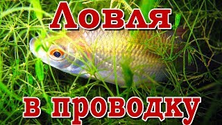 Ловля в проводку на пшеницу | Дон в августе | Плотва, елец, подуст на поплавочную удочку