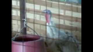 ไก่งวง บ้านจำปา อุดร