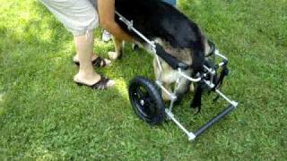 How to put a large dog in an Eddie's Wheels dog wheelchair