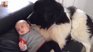 【犬と赤ちゃん】犬と赤ちゃんはお友達・絶妙な関係! 仲良しすぎる
