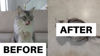 CURLY GIRL Method for CATS