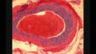 АРТЕРИЯ И ВЕНА. Blood vessels. Гистологическое строение