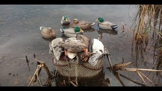 Динамичная охота на северную утку 7.10. 2017 Смотрите до конца duck hunting