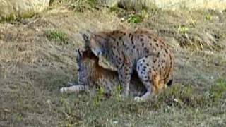 Nationalpark Bayer. Wald: Luchse flirten und paaren sich -Lynx lynx- coupling